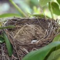 9B - The proverbial empty nest
